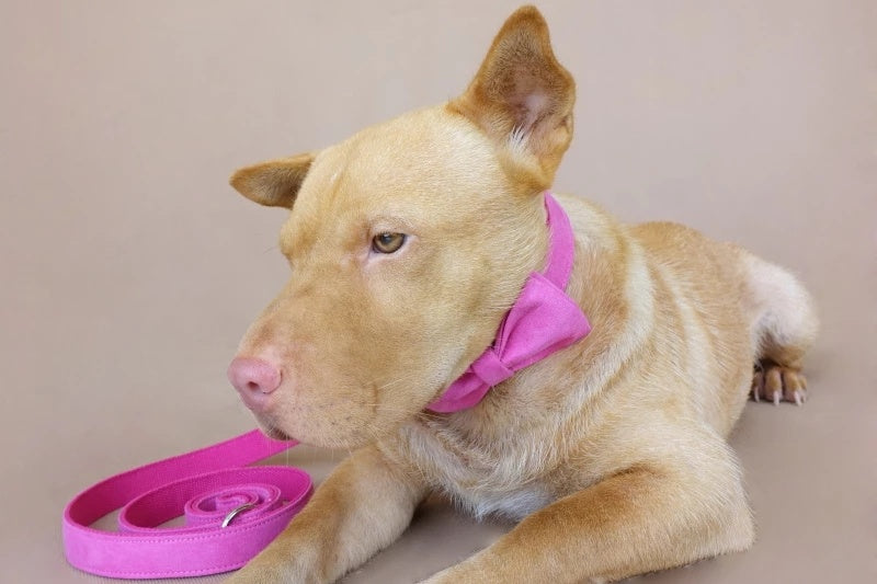 Hund krage koppel krager