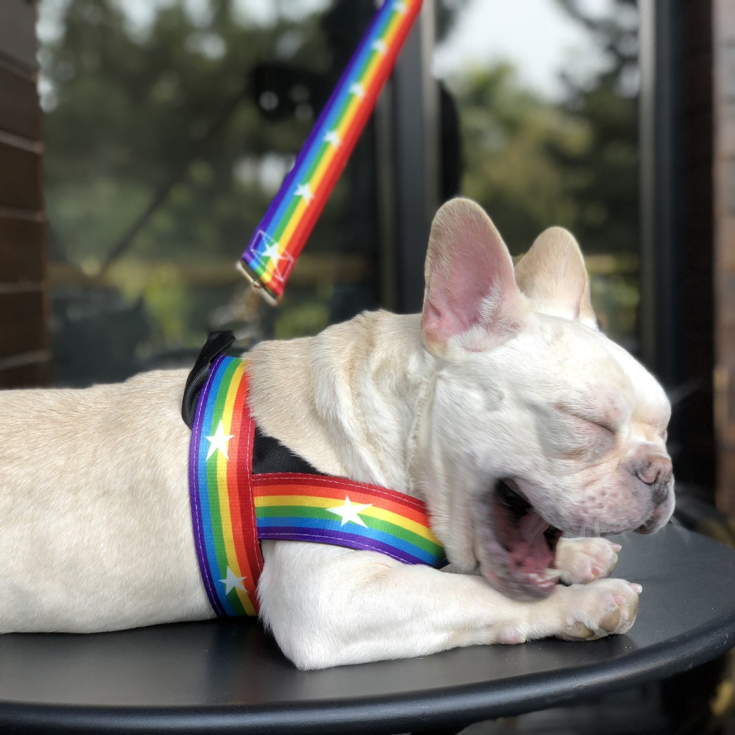 Rainbow cool dog chain dog leash