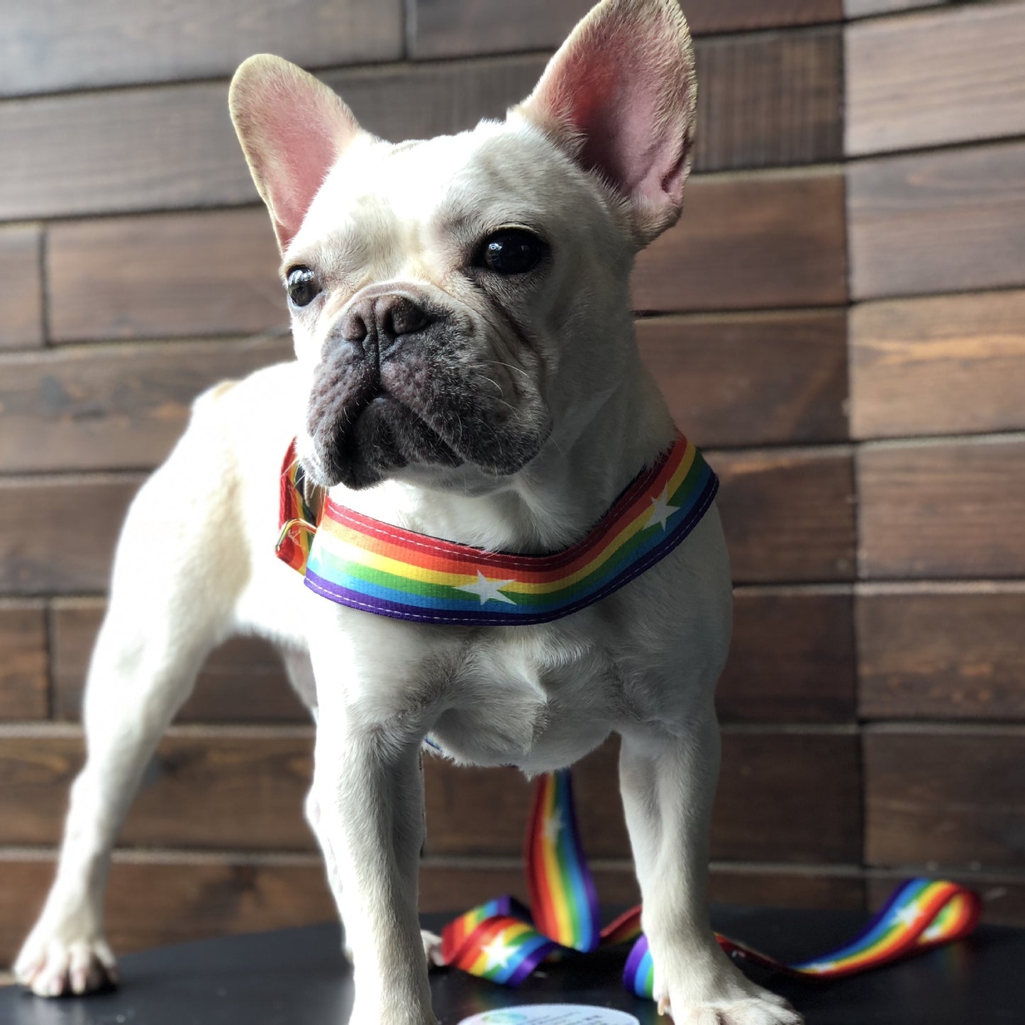 Rainbow cool dog chain dog leash