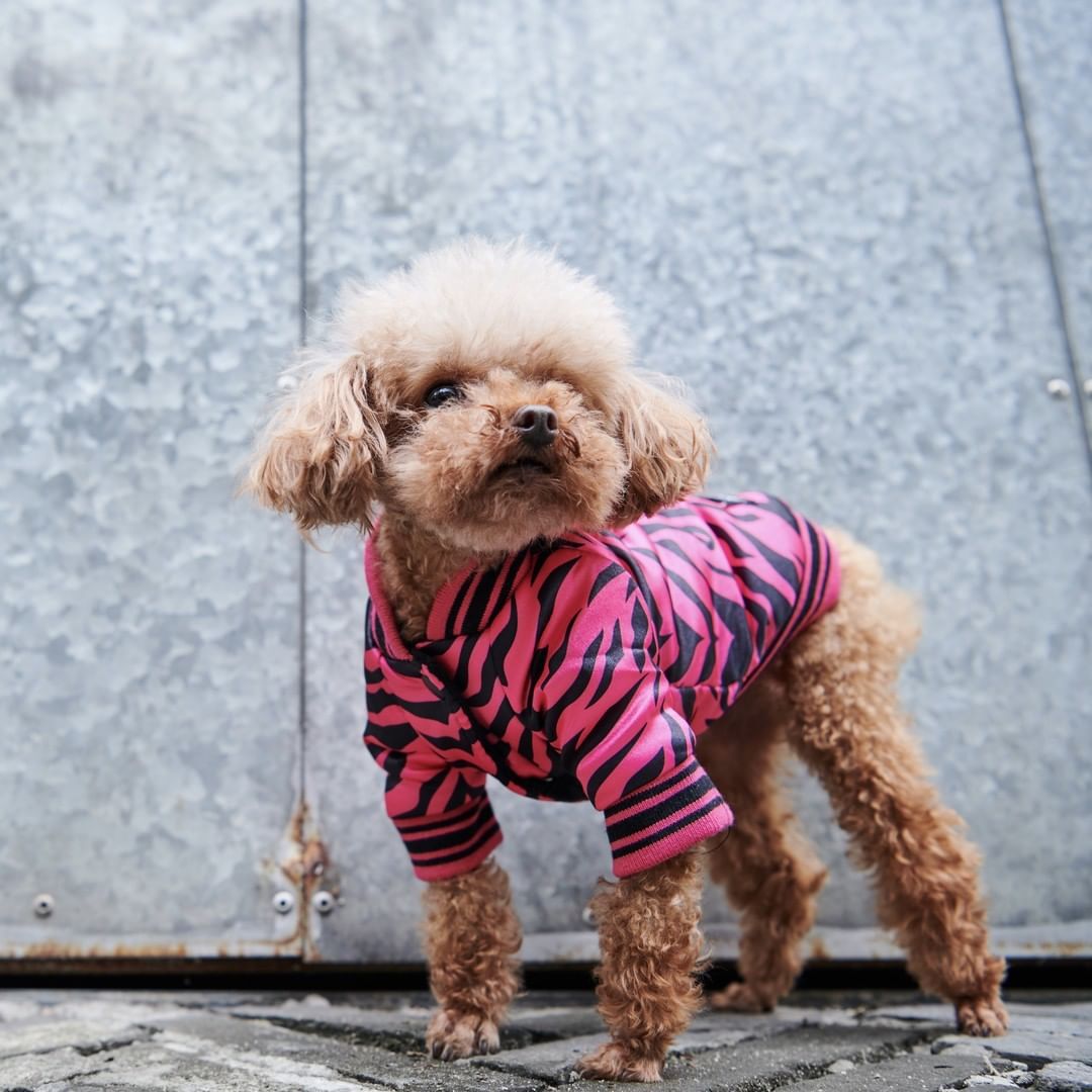 Cotton coat dog jacket clothes